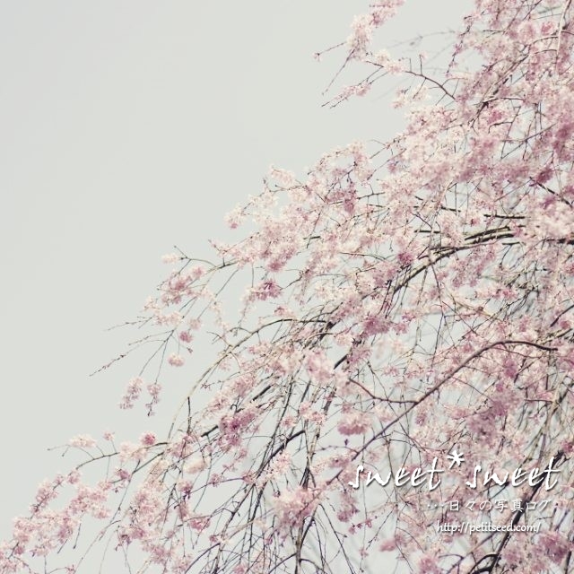 #sakura #cherry blossom #japan  #japanese #flower #flowerstagram #flowerlovers - from Instagram