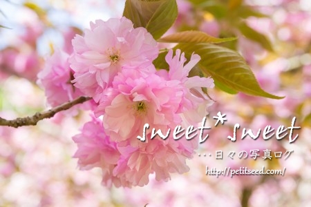 高崎自然の森の八重桜