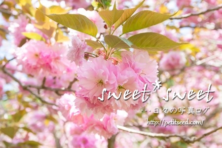 高崎自然の森の八重桜
