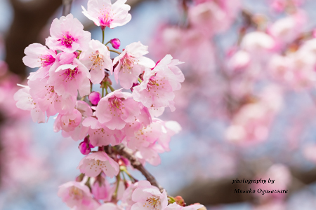 I took these flowers at the Hitachino Mizube Park in Tsukuba on March 18, 2018. This year the cherry trees are blooming early.