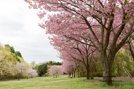 2018年 高崎自然の森 の八重桜